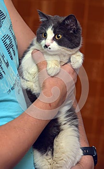 Cute shorthair gray and white cat