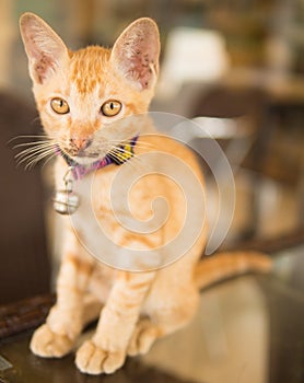 Cute shorthair kitten with collar and bell, Thailand