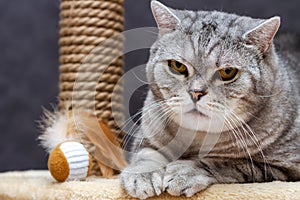 Cute shorthair scottish striped cat looking at camera