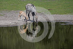 Cute shot of animals drinking water from a green lake in the middle of a forest