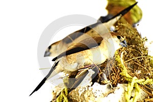 Cute shot of two birds in their nest with white background