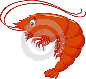 Cute shrimp cartoon