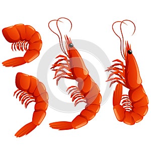 Cute shrimp set. Cartoon animal character design.