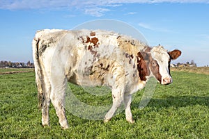 Cute shy white and red dairy cow stands upright in a meadow, full body, blue sky, green grass