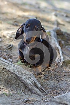 Cute and shy wire-haired miniature dachshund puppy posing for the photographer