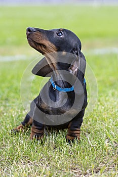 Cute and shy wire-haired miniature dachshund puppy posing for the photographer