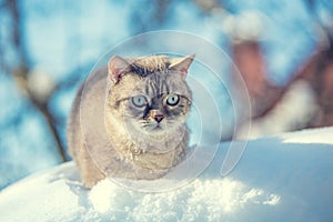 Cute Siamese Cat in the deep snow