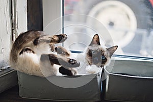 Cute Siamese cat lying in a box near the window