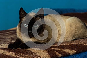 Cute siamese cat portrait with blue eyes