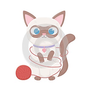 Cute siamese cat with wool ball, pets