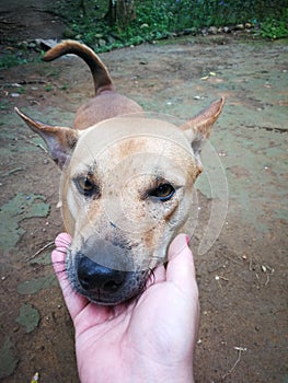 cute Siamese dog  inside way