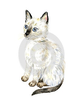 Cute Siamese kitten with blue eyes Isolated on a white background