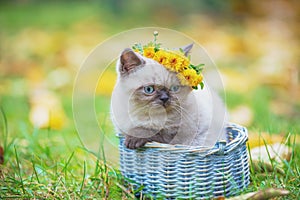 Cute Siamese kitten seated in a basket on a green lawn