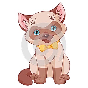Siamese kitten sitting cartoon vector illustration photo