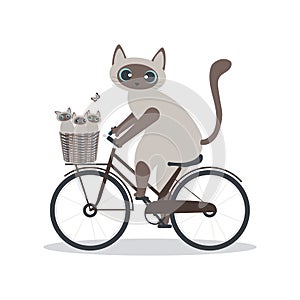 Cute Siamese mother cat carrying her little kittens in a basket on a bicycle isolated on white background for Mother\'s Day