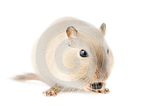 Cute Siamese pet gerbil nibbling on a seed, isolated on white