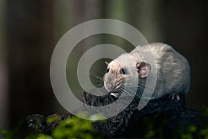Cute siamese rat on a tree trunk.