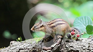 Cute Siberian chipmunk eating Ripe and unripe blackberries on a tree branch