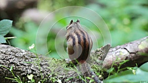 Cute Siberian chipmunk eating on a tree branch with green background