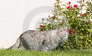 Cute siberian female cat in the garden, silver color