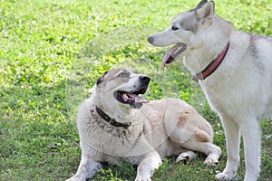 Cute siberian husky and asian shepherd dog puppy in the summer park. Pet animals