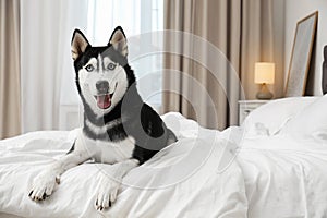 Cute Siberian Husky dog on bed at home