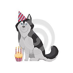 Cute Siberian husky dog having birthday party, cartoon flat vector illustration isolated on white background.