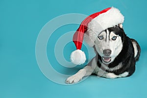 Cute Siberian Husky dog in Santa hat on blue. Space for text