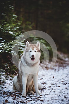 Cute Siberian Husky dog sitting on the snow in front of fir-tree in the winter forest