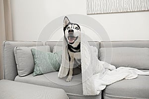 Cute Siberian Husky dog on sofa