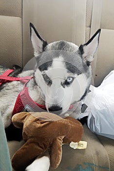 Cute siberian husky one blue eye