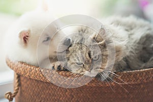 Cute siberian husky and persian cat lying