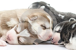 Cute siberian husky puppies sleeping