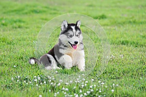 Cute siberian husky puppy