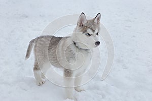 Cute siberian husky puppy on a background of white snow. Pet animals