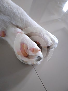 cute siberian husky puppy forelegs