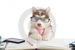 Cute siberian husky puppy in glasses working