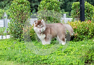 Cute siberian husky puppy on grass. siberian husky puppy outdoors on a walk. little red and white blue eyed siberian husky puppy