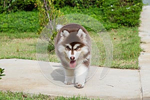 Cute siberian husky puppy on grass. siberian husky puppy outdoors on a walk. little red and white blue eyed siberian husky puppy