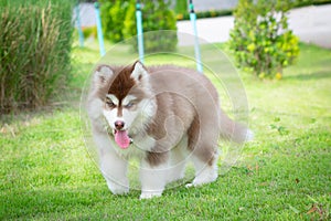 Cute siberian husky puppy on grass. siberian husky puppy outdoors on a walk. little red and white blue eyed siberian husky puppy