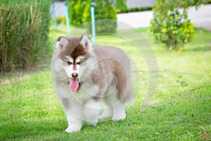 Cute siberian husky puppy on grass. siberian husky puppy outdoors on a walk. little red and white blue eyed siberian husky puppy