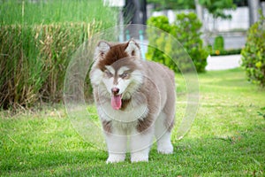 Cute siberian husky puppy on grass. siberian husky puppy outdoors on a walk. little red and white blue eyed siberian husky puppy