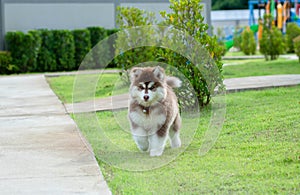 Cute siberian husky puppy on grass. siberian husky puppy outdoors on a walk. little red and white blue eyed siberian husky puppy