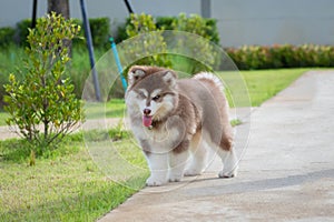 Cute siberian husky puppy on grass. siberian husky puppy outdoors on a walk. little red and white blue eyed siberian husky puppy