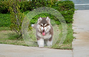 Cute siberian husky puppy on grass. siberian husky puppy outdoors on a walk. little red and white blue eyed siberian husky puppy