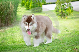 Cute siberian husky puppy on grass. siberian husky puppy outdoors on a walk. little red and white blue eyed siberian husky puppy