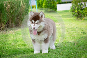 Cute siberian husky puppy on grass. siberian husky puppy outdoors on a walk. little red and white blue eyed siberian husky puppy