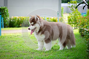 Cute siberian husky puppy on grass. siberian husky puppy outdoors on a walk. little red and white blue eyed siberian husky puppy