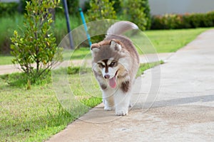 Cute siberian husky puppy on grass. siberian husky puppy outdoors on a walk. little red and white blue eyed siberian husky puppy
