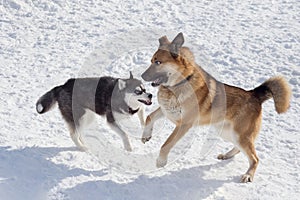 Cute siberian husky puppy and multibred dog are playing on a white snow in the winter park. Pet animals